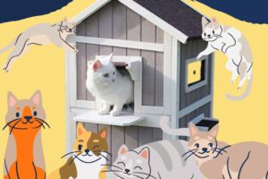 30 Modern Cat House Designs for Your Favorite Cats to Enjoy